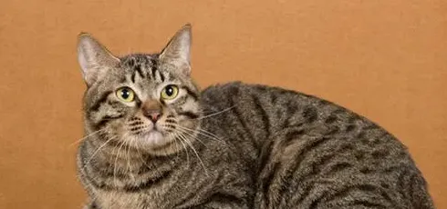 狸花猫 一生只认一个主人,野生中华狸花猫要多久才能适应家养？