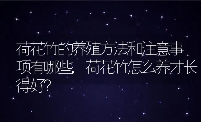 荷花竹的养殖方法和注意事项有哪些,荷花竹怎么养才长得好？ | 养殖科普