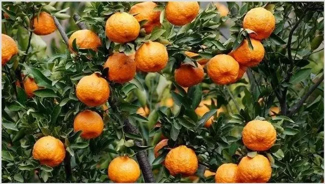 椪柑田间种植管理技巧 | 生活常识