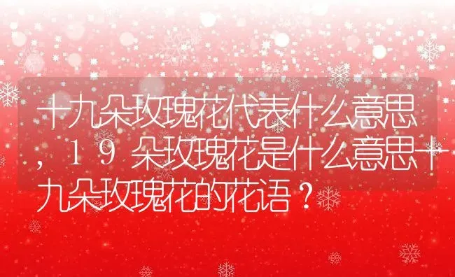 十九朵玫瑰花代表什么意思,19朵玫瑰花是什么意思十九朵玫瑰花的花语？ | 养殖科普