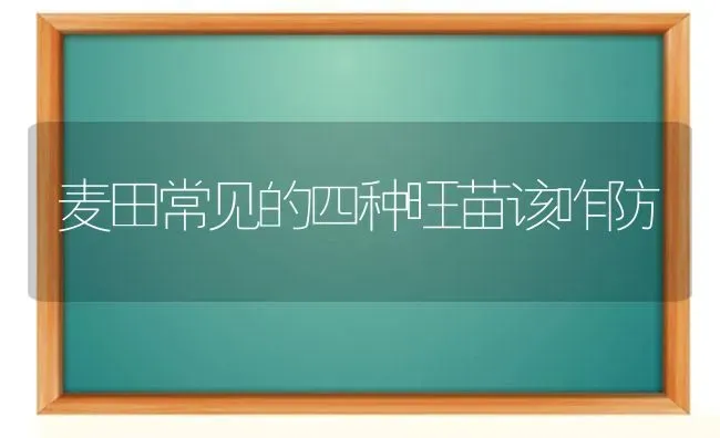 麦田常见的四种旺苗该咋防 | 养殖知识