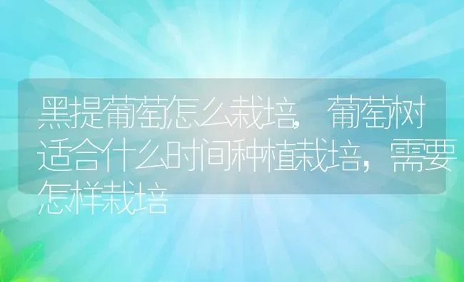 黑提葡萄怎么栽培,葡萄树适合什么时间种植栽培，需要怎样栽培 | 养殖学堂