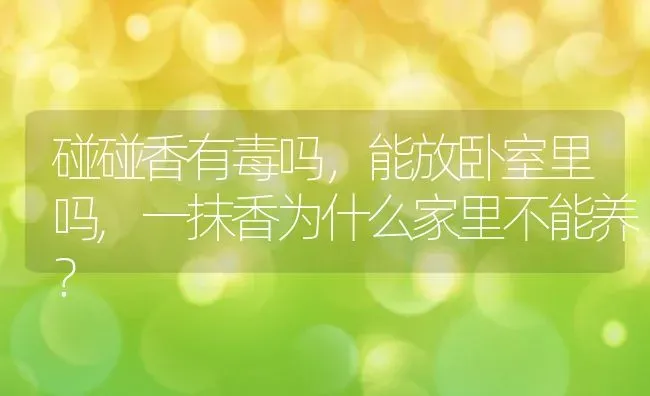 碰碰香有毒吗，能放卧室里吗,一抹香为什么家里不能养？ | 养殖科普