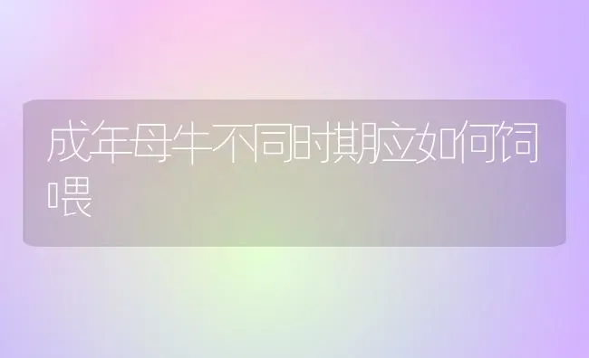 成年母牛不同时期应如何饲喂 | 养殖技术大全