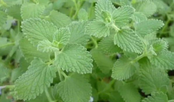 荆芥和荆芥穗的区别 | 实用知识