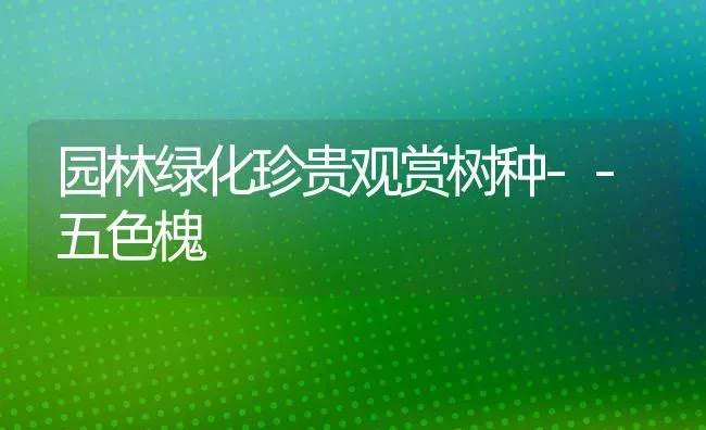 园林绿化珍贵观赏树种--五色槐 | 养殖技术大全