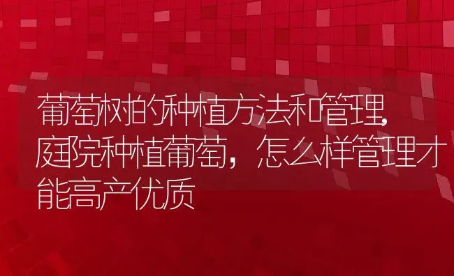 葡萄树的种植方法和管理,庭院种植葡萄，怎么样管理才能高产优质 | 养殖学堂