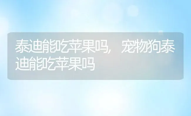 泰迪能吃苹果吗,宠物狗泰迪能吃苹果吗 | 养殖资料