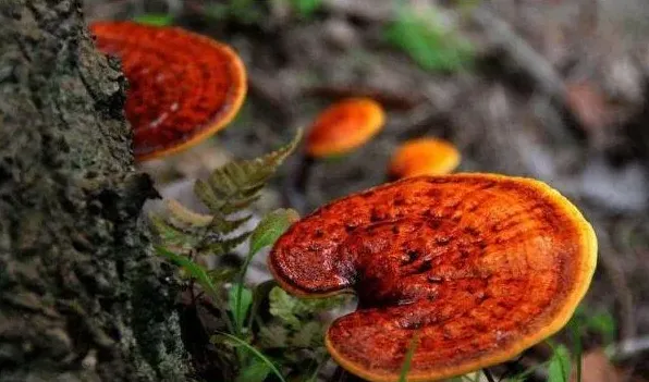 灵芝用什么土养 | 农广天地