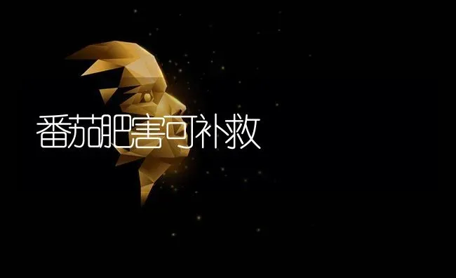 番茄肥害可补救 | 养殖知识