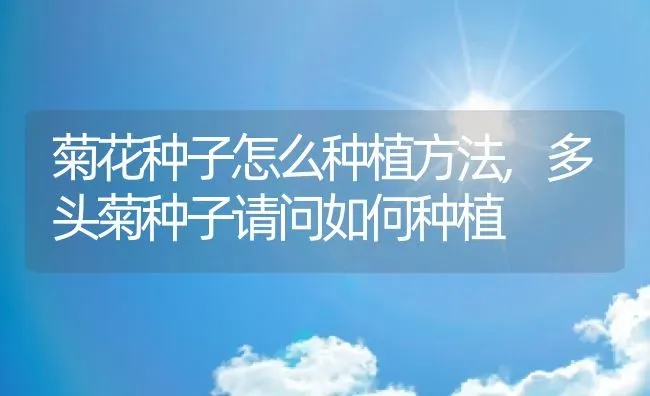 菊花种子怎么种植方法,多头菊种子请问如何种植 | 养殖学堂