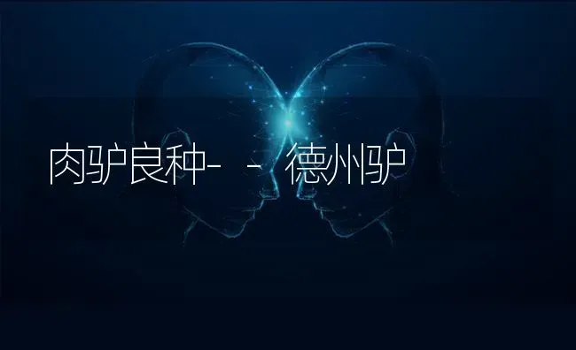 肉驴良种--德州驴 | 养殖知识
