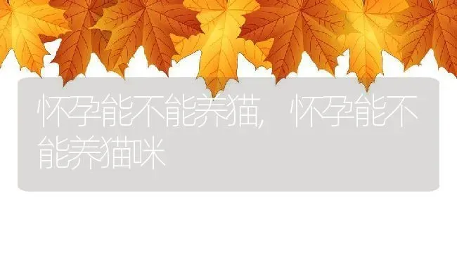 怀孕能不能养猫,怀孕能不能养猫咪 | 养殖科普