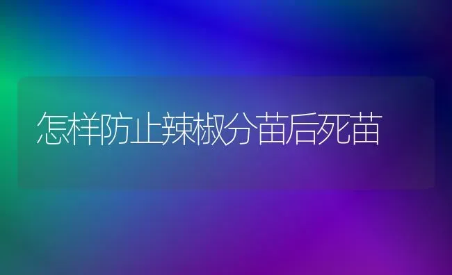 怎样防止辣椒分苗后死苗 | 养殖技术大全