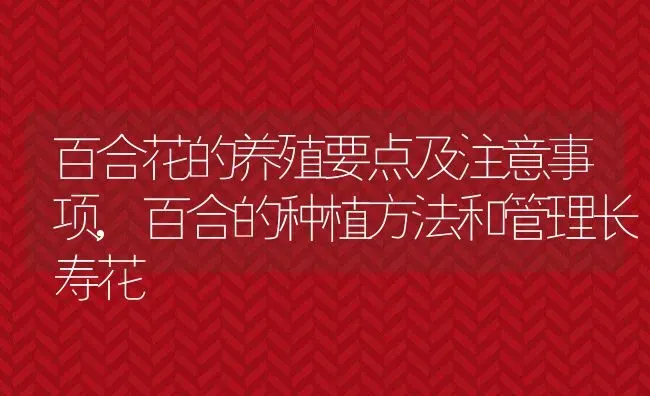 百合花的养殖要点及注意事项,百合的种植方法和管理长寿花 | 养殖学堂