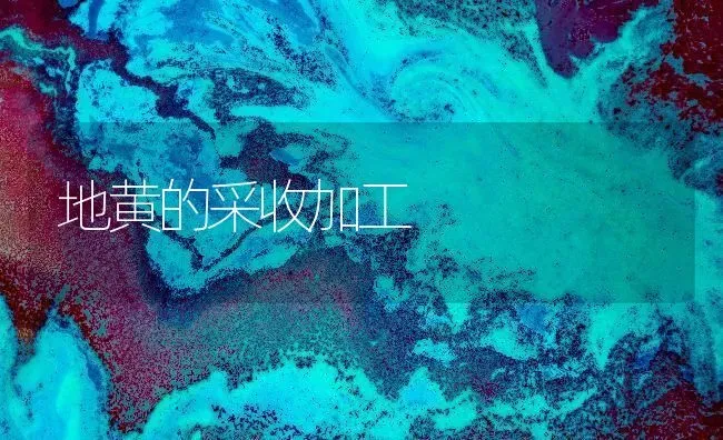 地黄的采收加工 | 养殖技术大全