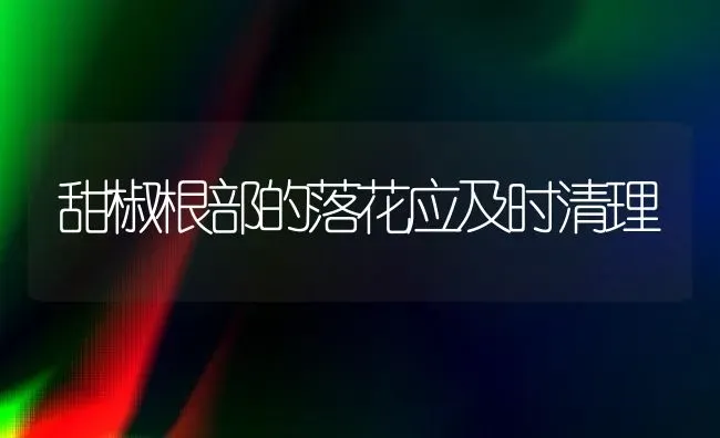 甜椒根部的落花应及时清理 | 养殖知识