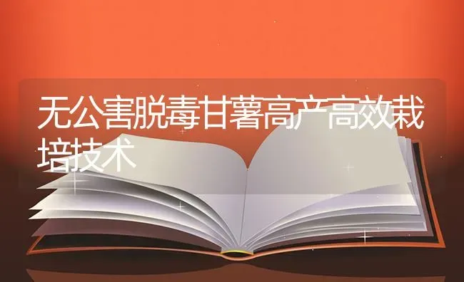 无公害脱毒甘薯高产高效栽培技术 | 养殖知识