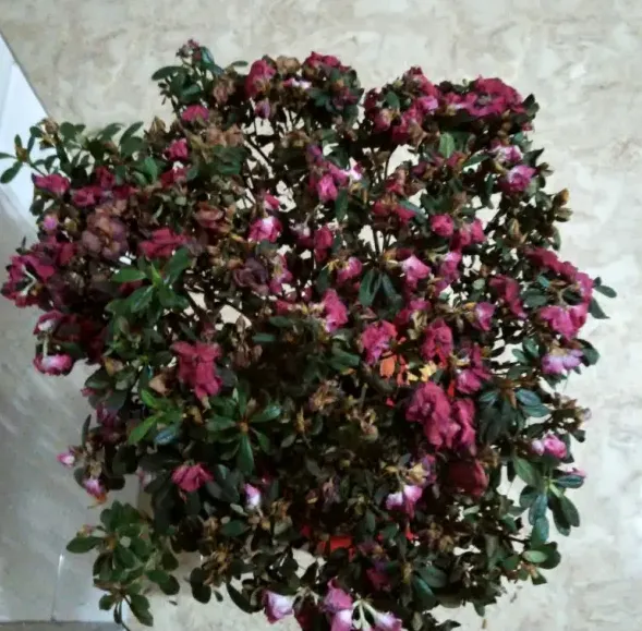 杜鹃花浇什么水最好,杜鹃花浇泡发的黄豆水可以吗？