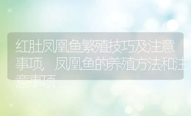 红肚凤凰鱼繁殖技巧及注意事项,凤凰鱼的养殖方法和注意事项 | 养殖学堂
