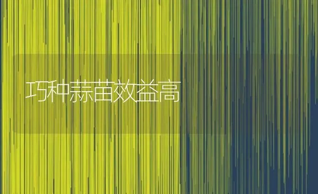 巧种蒜苗效益高 | 养殖知识