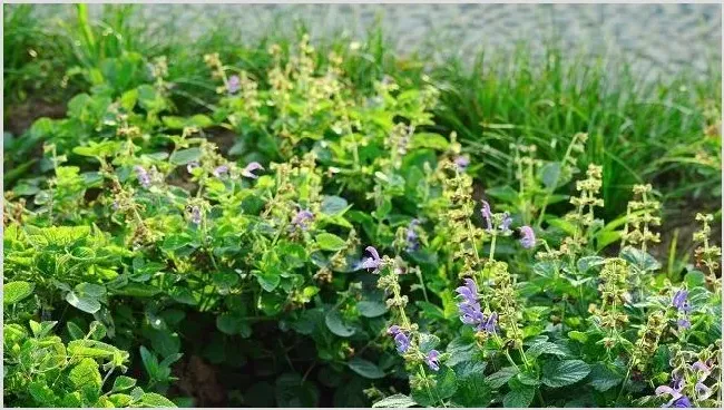 2019丹参的种植前景好吗？ | 妙招大全