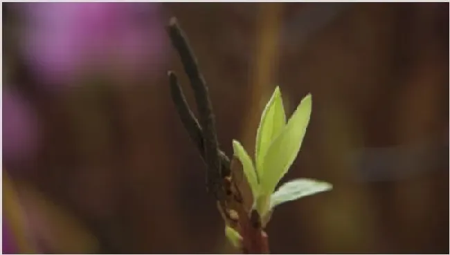 干枝杜鹃怎么养开花快 | 常识大全