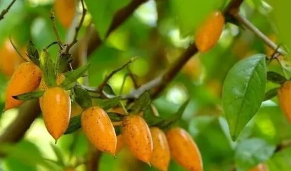 老鸦柿种子如何催芽 | 生活妙招