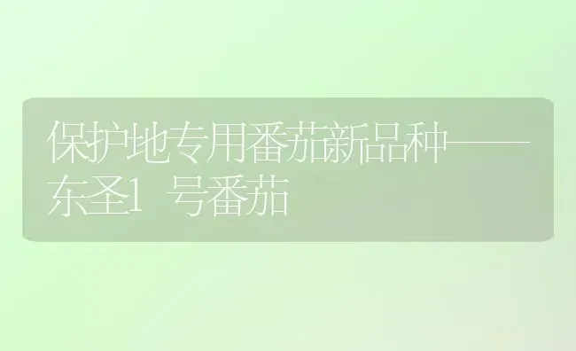 保护地专用番茄新品种——东圣1号番茄 | 养殖知识