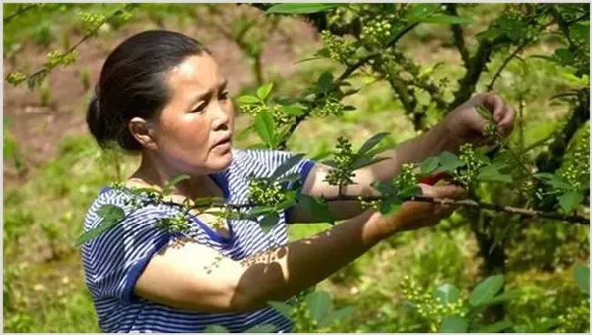 夏季花椒树怎样修剪比较好 | 生活常识