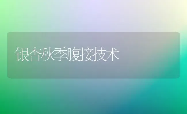 银杏秋季腹接技术 | 养殖技术大全