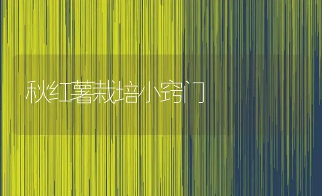 秋红薯栽培小窍门 | 养殖知识