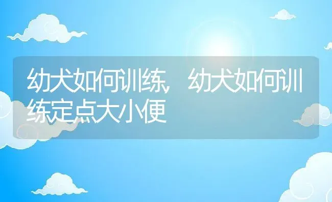 幼犬如何训练,幼犬如何训练定点大小便 | 养殖资料