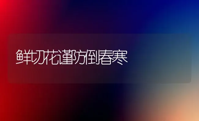 鲜切花谨防倒春寒 | 养殖知识