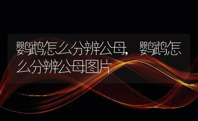 鹦鹉怎么分辨公母,鹦鹉怎么分辨公母图片 | 养殖科普