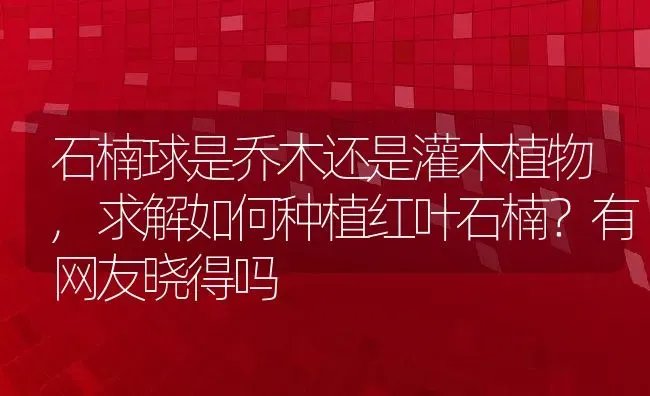 石楠球是乔木还是灌木植物,求解如何种植红叶石楠？有网友晓得吗 | 养殖学堂