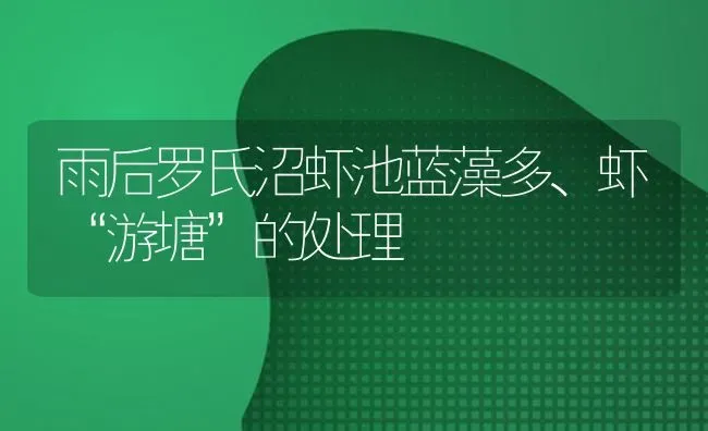 雨后罗氏沼虾池蓝藻多、虾“游塘”的处理 | 养殖知识