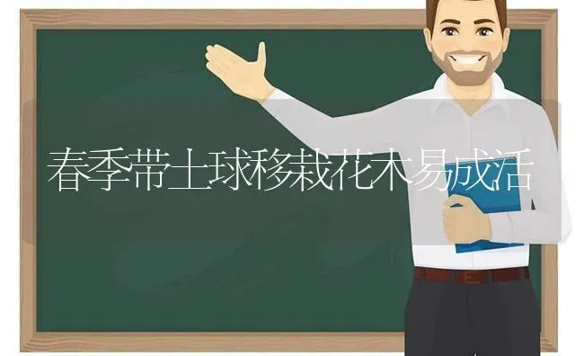 春季带土球移栽花木易成活 | 养殖知识