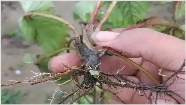 草莓沤根怎么办 | 三农知识