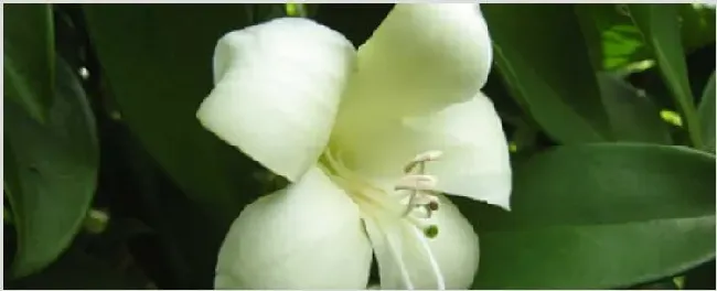 华灰莉木怎么不开花 | 生活妙招
