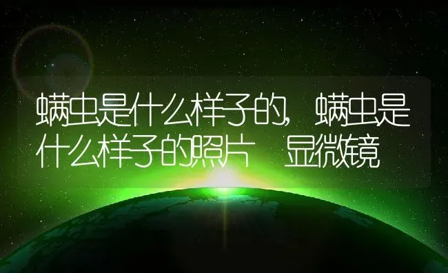 螨虫是什么样子的,螨虫是什么样子的照片 显微镜 | 养殖科普