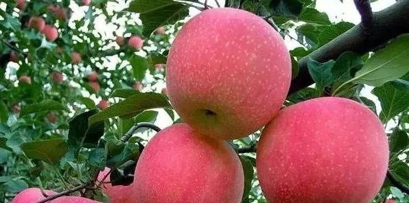 苹果又大又甜怎么管理 | 生活常识