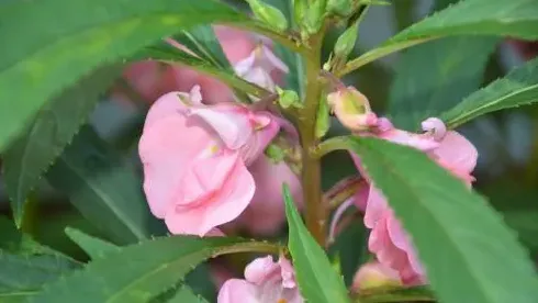 凤仙花怎么种植,凤仙花种植成功的方法？