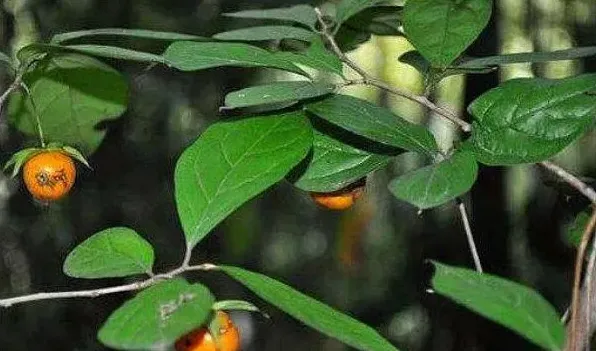 老鸦柿种子如何催芽 | 生活妙招