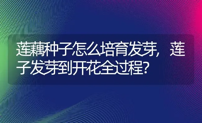 莲藕种子怎么培育发芽,莲子发芽到开花全过程？ | 养殖学堂