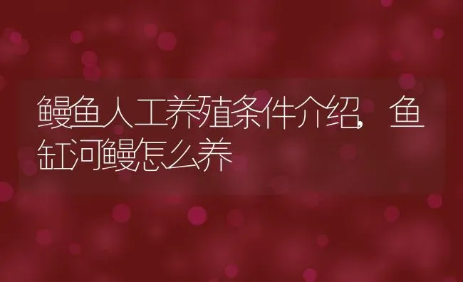 鳗鱼人工养殖条件介绍,鱼缸河鳗怎么养 | 养殖学堂