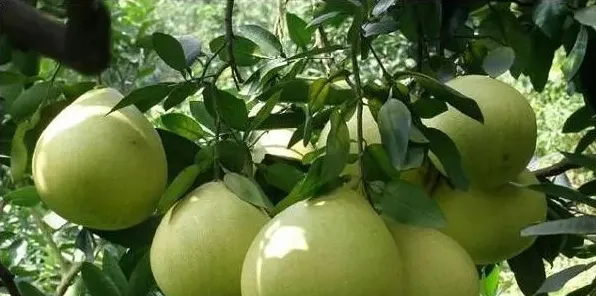 柚子树种植几年结果？柚子高产栽培管理方法 | 实用知识