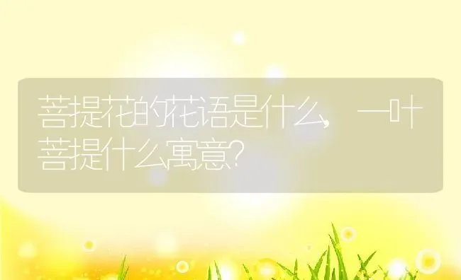 菩提花的花语是什么,一叶菩提什么寓意？ | 养殖科普