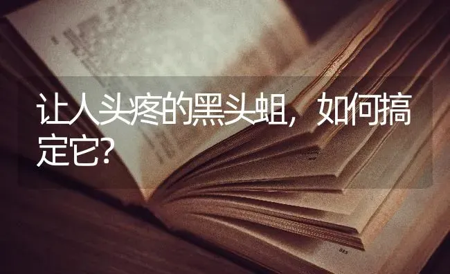 让人头疼的黑头蛆,如何搞定它? | 养殖技术大全