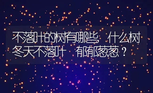 不落叶的树有哪些,什么树冬天不落叶 郁郁葱葱？ | 养殖科普